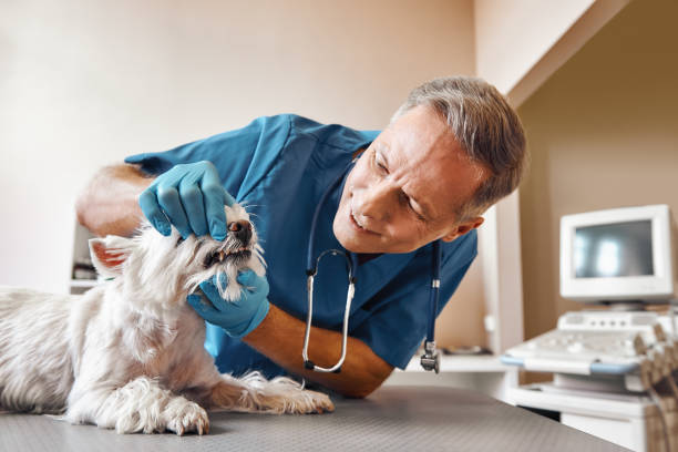 Best Emergency Dental Surgery in Archer, FL